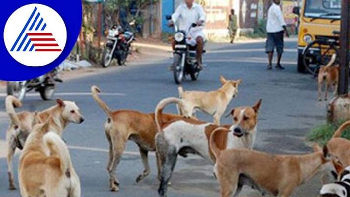 Stray dog fatally attacked more than 40 people in 2 hours in Rajasthans Barmer akb Stray dog fatally attacked more than 40 people in 2 hours in Rajasthans Barmer akb