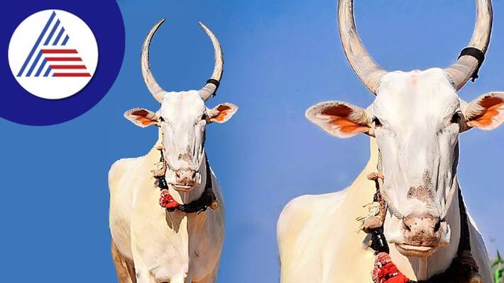Kobbari Bull Passed Away in Haveri grg Kobbari Bull Passed Away in Haveri grg