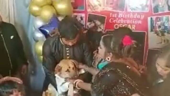 family celebrated dogs birthday grand family celebrated dogs birthday grand