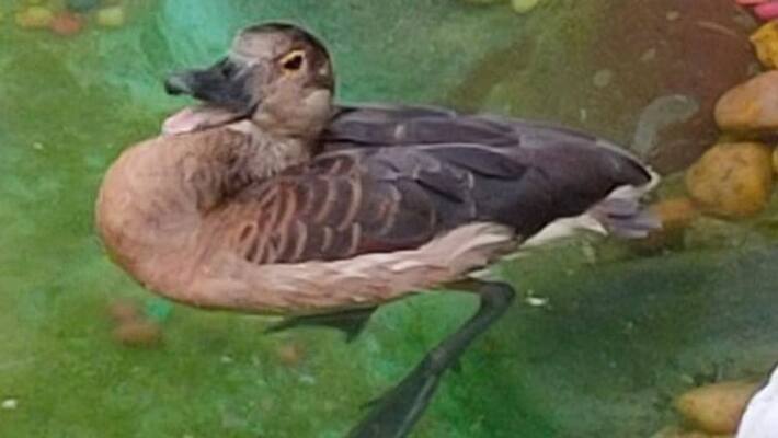 alone Migratory birds become rare view at cherthala alone Migratory birds become rare view at cherthala