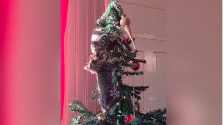 Pet Cats Use Christmas Tree As Playground Pet Cats Use Christmas Tree As Playground
