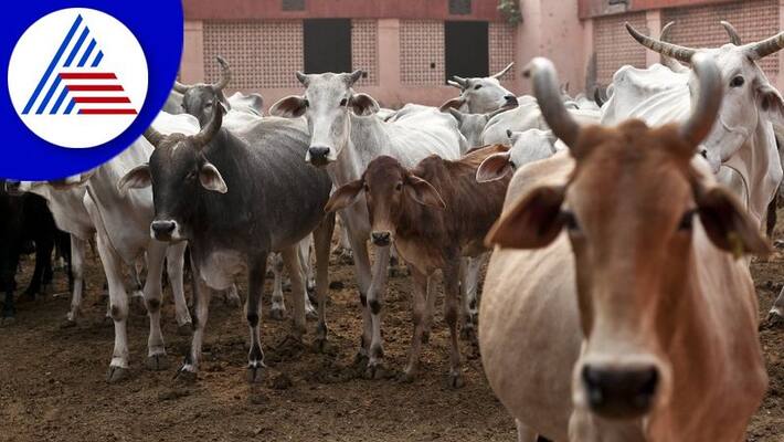 113 Cattle Dies Due To Skin Disease In Chikkaballapur district gvd 113 Cattle Dies Due To Skin Disease In Chikkaballapur district gvd