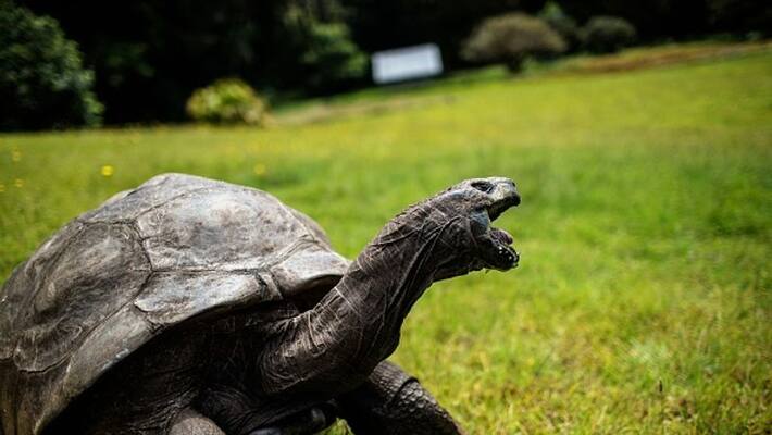 190th birthday of sea turtle named Jonathan 190th birthday of sea turtle named Jonathan
