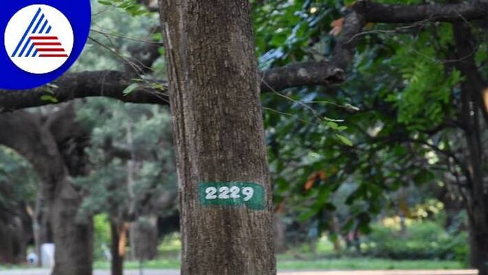 QR Code for Every Tree in Bengaluru grg QR Code for Every Tree in Bengaluru grg