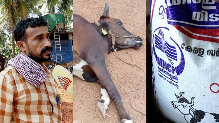 eight cows dies after eating cattle feed in kannur eight cows dies after eating cattle feed in kannur