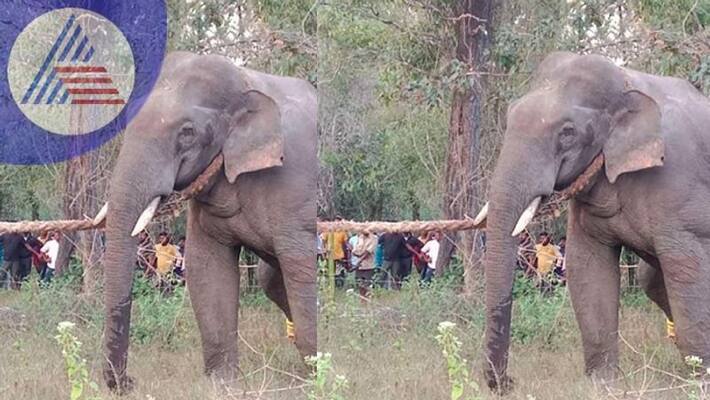 wild elephant trapped another one escaped in talavar at mudigere rav wild elephant trapped another one escaped in talavar at mudigere rav