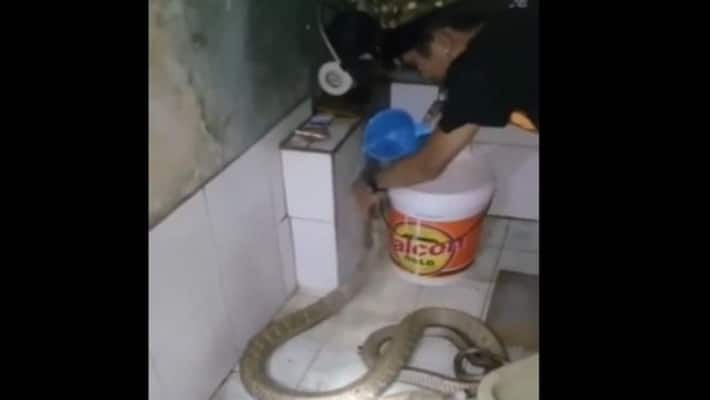 Varni.. The young man bathed the cobra.. The video went viral.. The netizens were shocked.. Varni.. The young man bathed the cobra.. The video went viral.. The netizens were shocked..