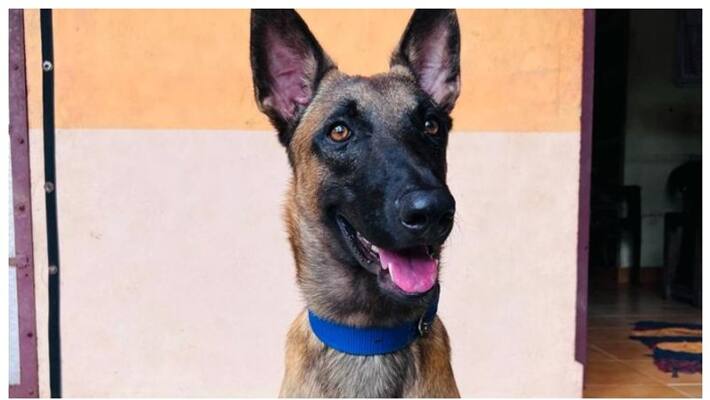 police dog AR camp died after being hit by a vehicle police dog AR camp died after being hit by a vehicle