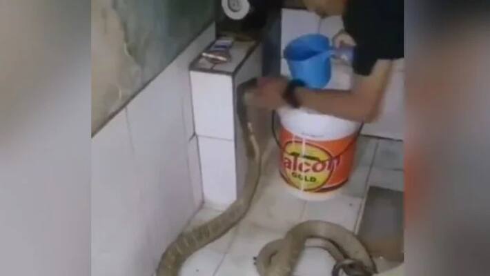 bathing snake video goes viral bathing snake video goes viral