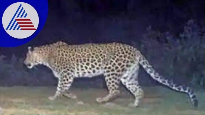 Leopard still not visible People are worried in kengeri at bengaluru rav Leopard still not visible People are worried in kengeri at bengaluru rav