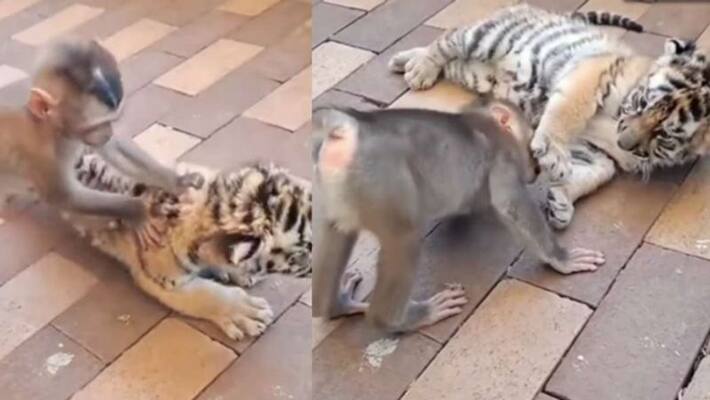 Baby Monkey Plays With Tiger Cub in viral video Baby Monkey Plays With Tiger Cub in viral video