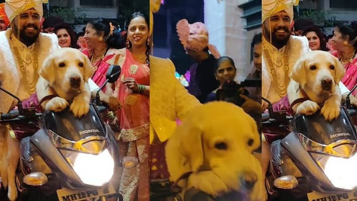 Groom enters wedding hall with his pet dog, video goes viral in social Media akb Groom enters wedding hall with his pet dog, video goes viral in social Media akb