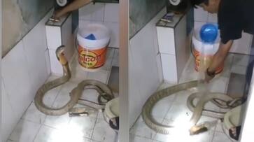 Man baths to a King Cobra video goes viral in Internet - bsb Man baths to a King Cobra video goes viral in Internet - bsb