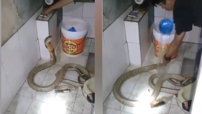man fearlessly bathing a snake video goes viral akb man fearlessly bathing a snake video goes viral akb