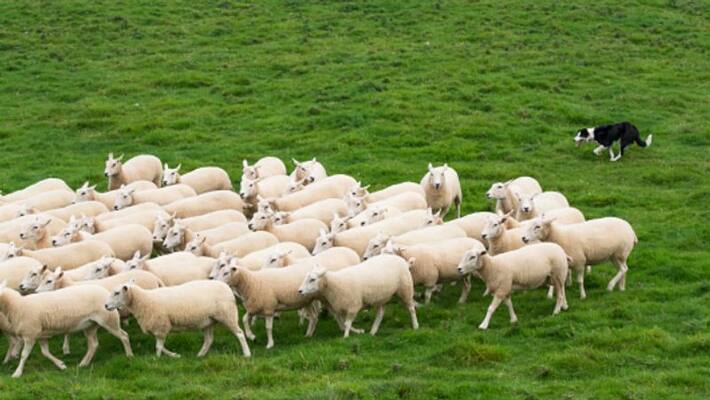Sheep dog fights off and kills 8 coyotes that attacked his flock in Georgia Sheep dog fights off and kills 8 coyotes that attacked his flock in Georgia