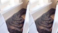 two pythons mating inside the kitchen and video goes viral