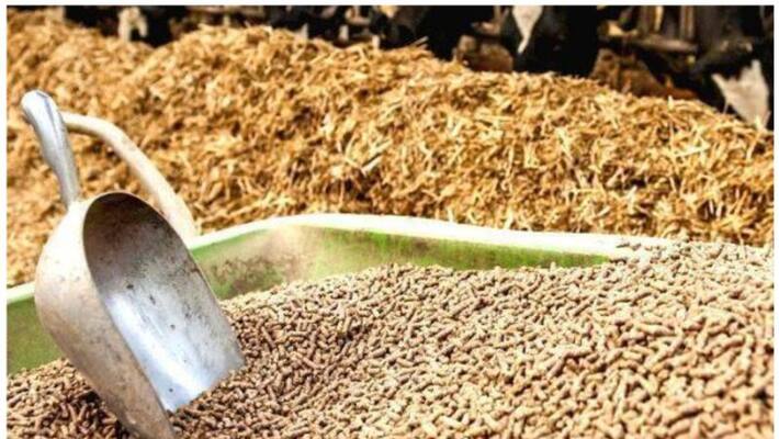 price of fodder has increased sharply and the milk price hike is not getting the benefit farmers with complaints price of fodder has increased sharply and the milk price hike is not getting the benefit farmers with complaints