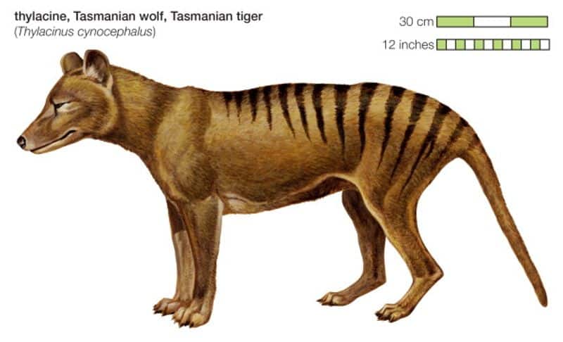 Bone and skin of extinct Tasmanian tiger found