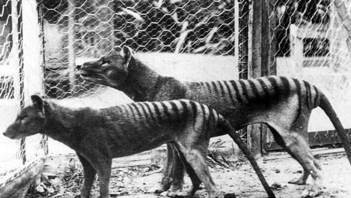 Bone and skin of extinct Tasmanian tiger found Bone and skin of extinct Tasmanian tiger found