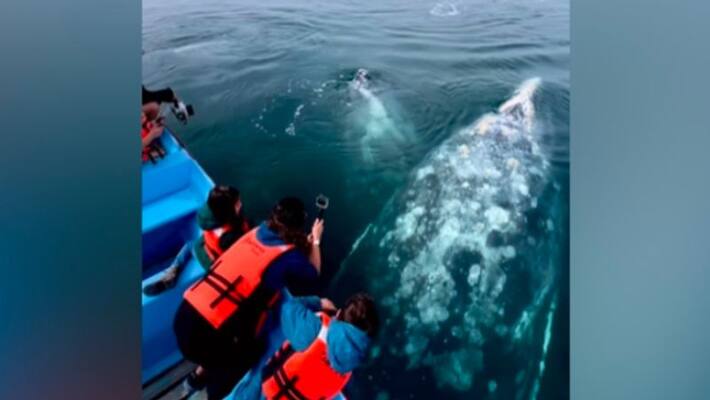 Viral Video Captures An Up Close Encounter With Giant Gray Whales Viral Video Captures An Up Close Encounter With Giant Gray Whales