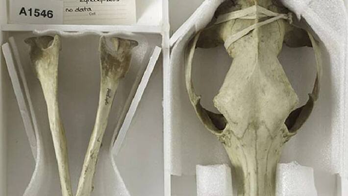 remains of Tasmanian tiger found after 85 years remains of Tasmanian tiger found after 85 years