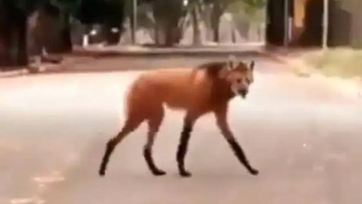 maned wolf spotted in street and the video goes viral maned wolf spotted in street and the video goes viral