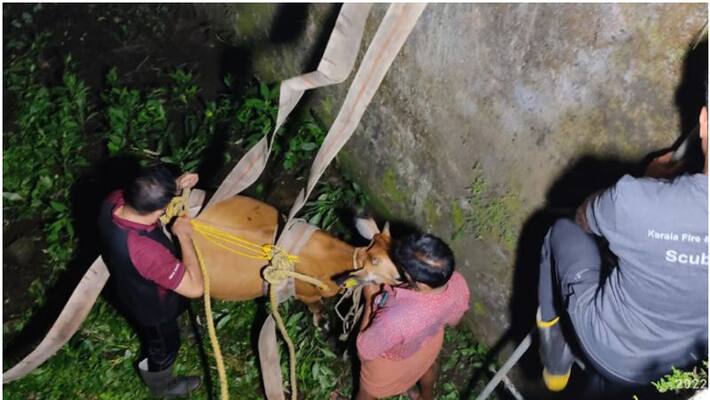 a cow that fell into the Haripad canal was rescued a cow that fell into the Haripad canal was rescued