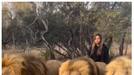 woman take walk with three lions, video stuns internet