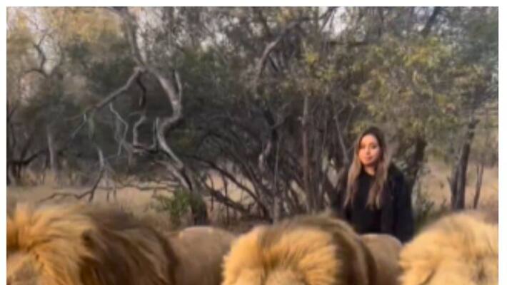 woman take walk with three lions, video stuns internet woman take walk with three lions, video stuns internet