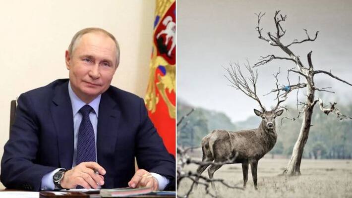 Russian President Putin deer blood bath treatment after report of him falling down stairs surfaces Russian President Putin deer blood bath treatment after report of him falling down stairs surfaces