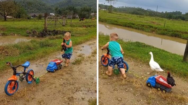 toddler playing with a rooster the video goes viral toddler playing with a rooster the video goes viral