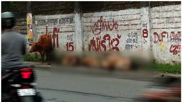 Accident five Cows dead in ernakulam Accident five Cows dead in ernakulam
