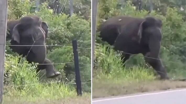 elephant breaking electric fence old video goes viral again in social media elephant breaking electric fence old video goes viral again in social media