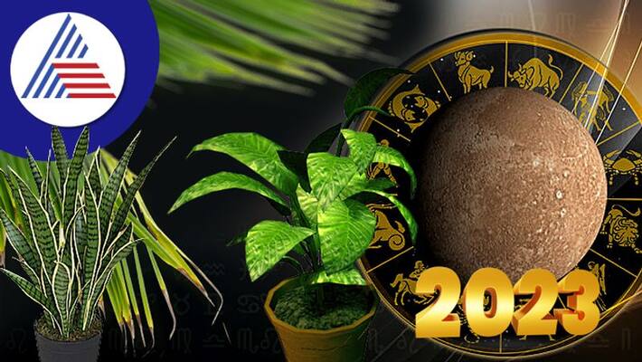 grow plants according to zodiac sign to get lucky in new year 2023 grow plants according to zodiac sign to get lucky in new year 2023