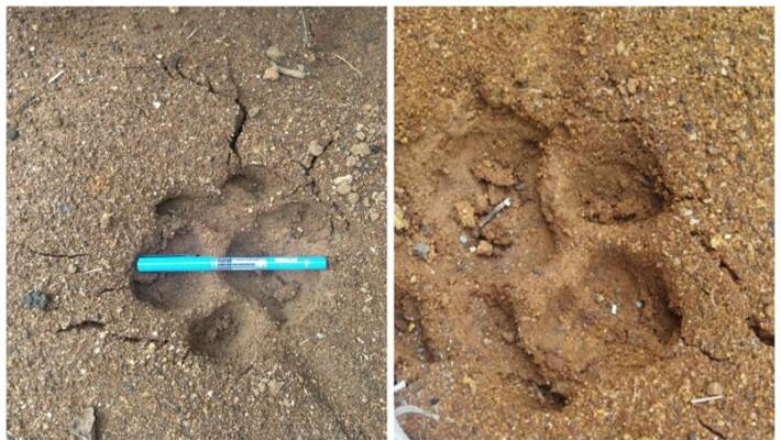 presence of a tiger in Adimali Panchayat tribal area presence of a tiger in Adimali Panchayat tribal area