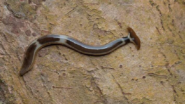 this creature turns prey into liquid and drinks it this creature turns prey into liquid and drinks it