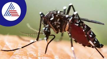 Dengue fever: This one item in the kitchen is enough to escape from mosquito bites. Dengue fever: This one item in the kitchen is enough to escape from mosquito bites.