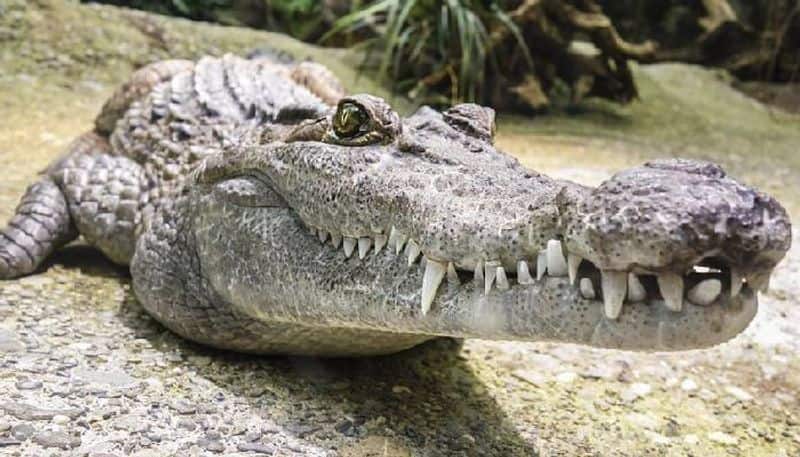 40 crocodiles kill Cambodian man after he falls into enclosure