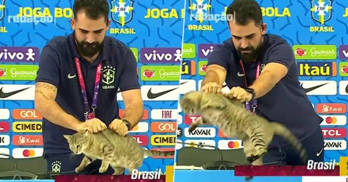 'Hope Brazil loses' Fans fume over press officer manhandling cat before World Cup 2022 clash