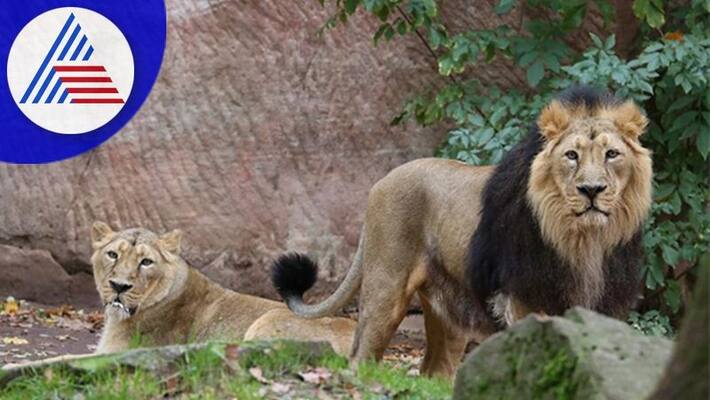 Shiva Ganga Lions from Indore to Binkadakkatte Zoo sat Shiva Ganga Lions from Indore to Binkadakkatte Zoo sat