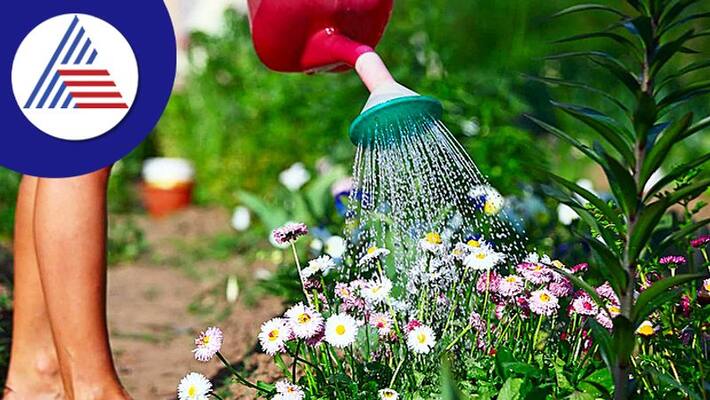 Worst Time Of Watering The Plant Worst Time Of Watering The Plant