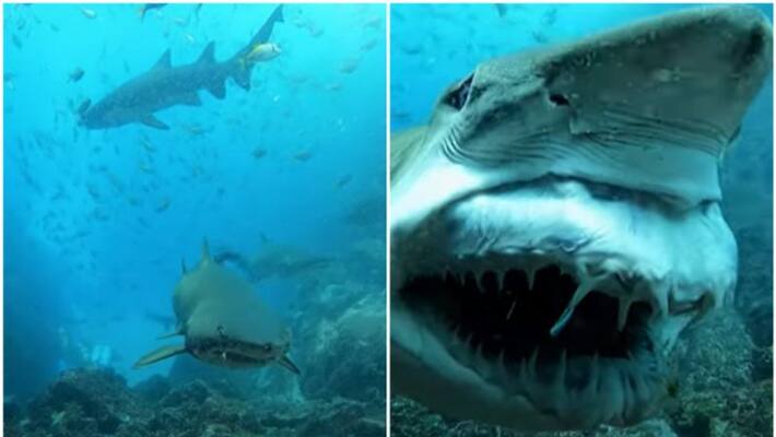 rare video of Grey Nurse Shark s smiling rare video of Grey Nurse Shark s smiling