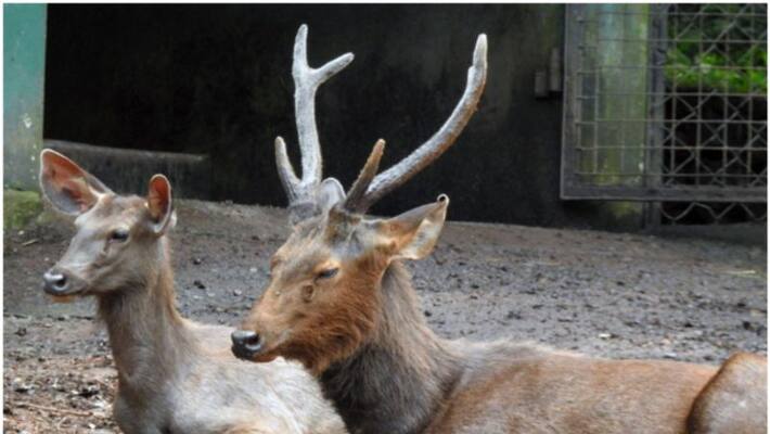 Fraud of one and a half crore rupees in four years of feeding absent Sambar deer Fraud of one and a half crore rupees in four years of feeding absent Sambar deer