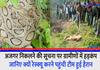 Hardoi there was a stir among the villagers on the information about the release of the python