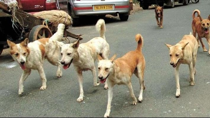 Five people bitten by wandering dogs in Hyderabad