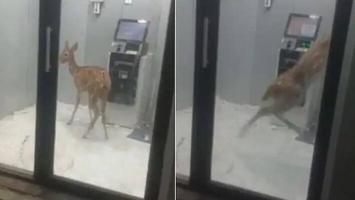 A deer entered the ATM to protect itself from the dogs akb A deer entered the ATM to protect itself from the dogs akb