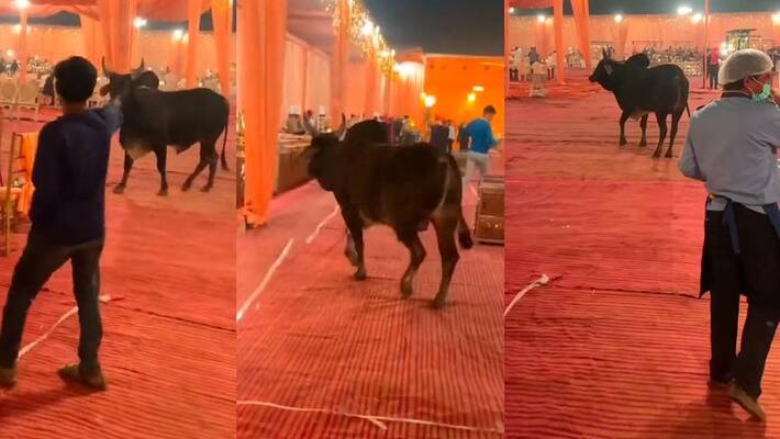 Bull entered into wedding hall watch viral video akb Bull entered into wedding hall watch viral video akb