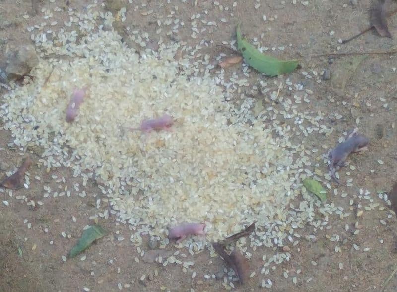 The presence of rat chicks in the rice served at a ration shop in Theni district has caused a stir
