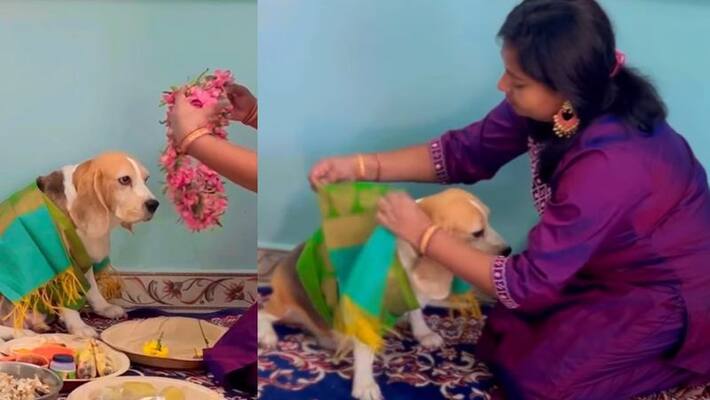 family did baby shower to their petdog watch viral video akb family did baby shower to their petdog watch viral video akb