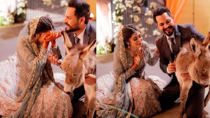 Pakistani man gifts his fiance a donkey, photos, video goes viral Pakistani man gifts his fiance a donkey, photos, video goes viral